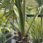 Palma vláknitá (Washingtonia filifera) – výška kmeňov 50-60 cm/80-90 cm, celková výška 200 cm, kont. C110L (-10°C) DVOJIČKY
